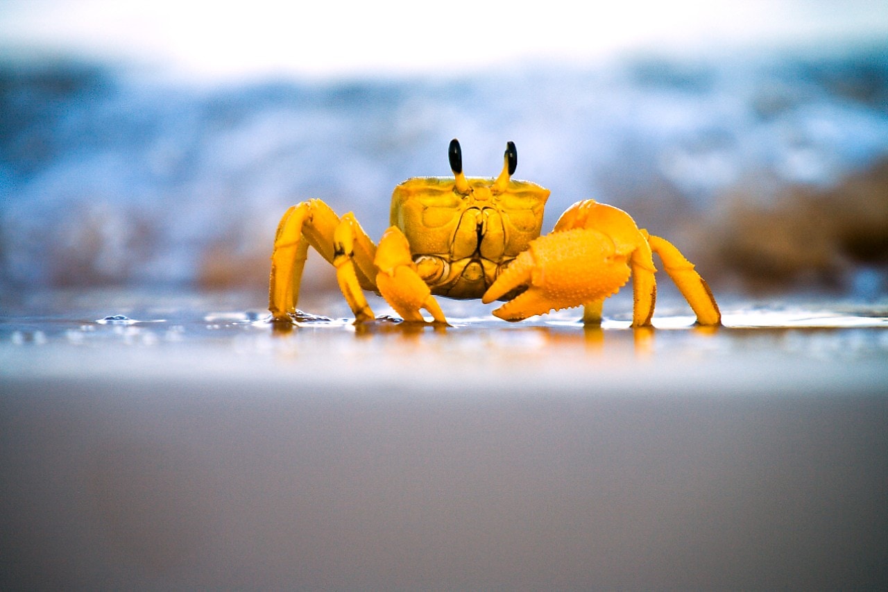 Yellow crab moving on sand