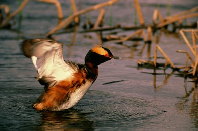 Duck in a lake just getting ready to fly