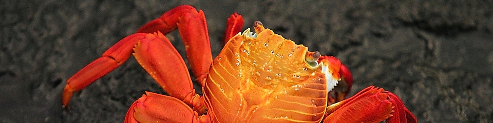 Orange coloured crab on a rock
