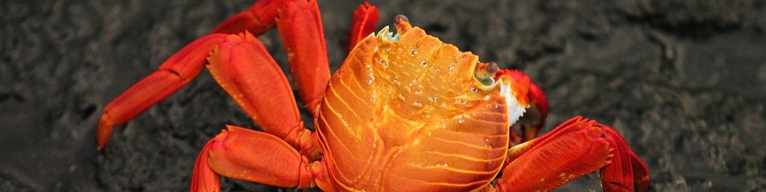 Orange coloured crab on a rock