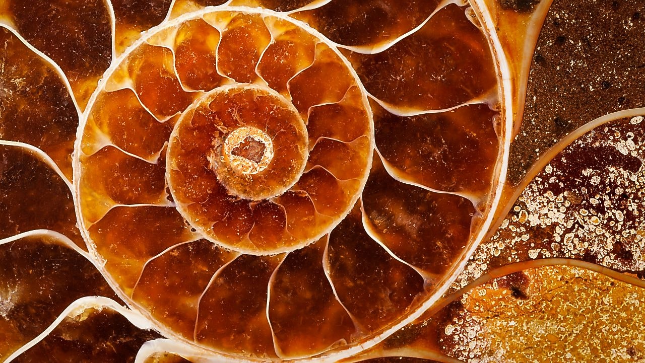 Red coloured swirling shell fossil
