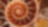Red coloured swirling shell fossil
