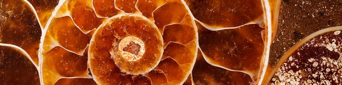 Red coloured swirling shell fossil