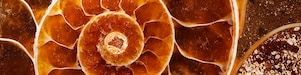 Red coloured swirling shell fossil