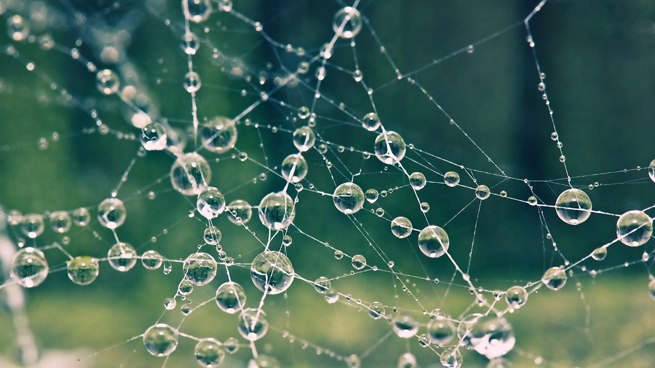 Spider web with morning dew