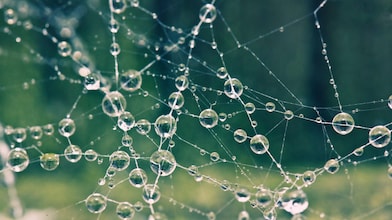 Spider web with morning dew