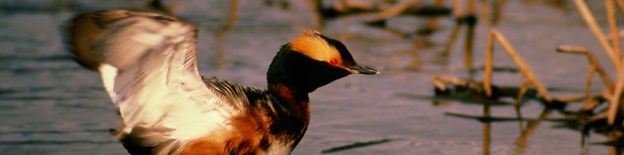 Duck in a lake just getting ready to fly