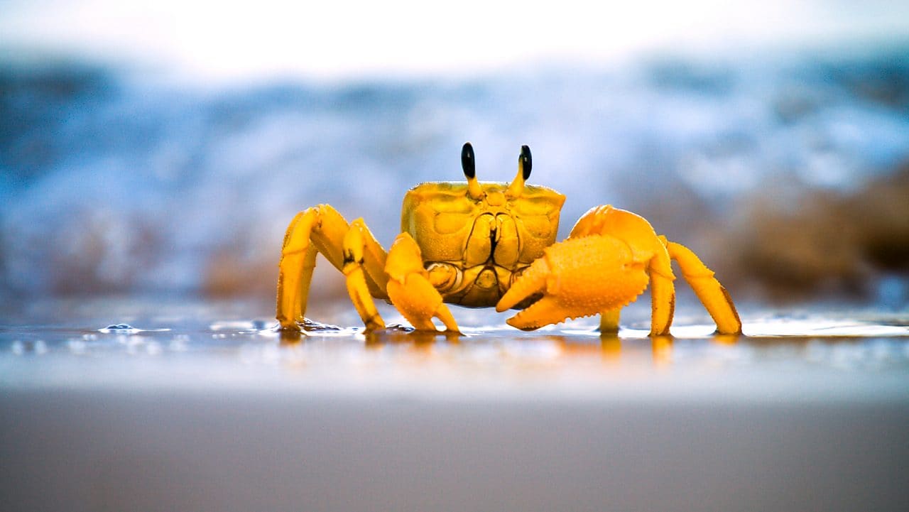 Yellow crab