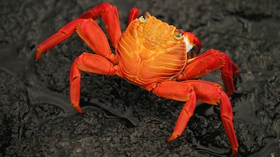 Orange coloured crab on a rock