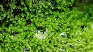 dew on the grass
