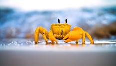 Yellow crab moving on sand