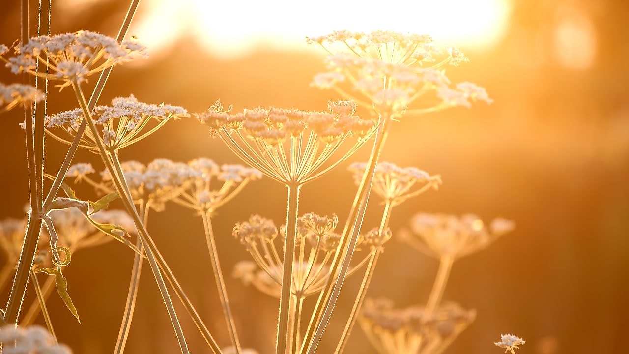 Flowers in a field with sun shining
