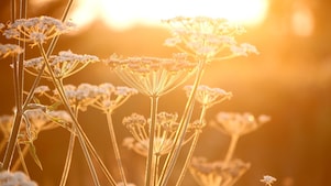 Flowers in a field with sun shining