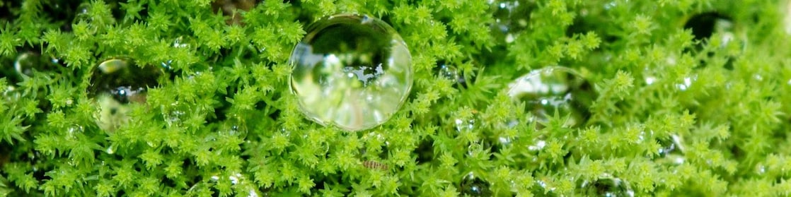 Dew in grass