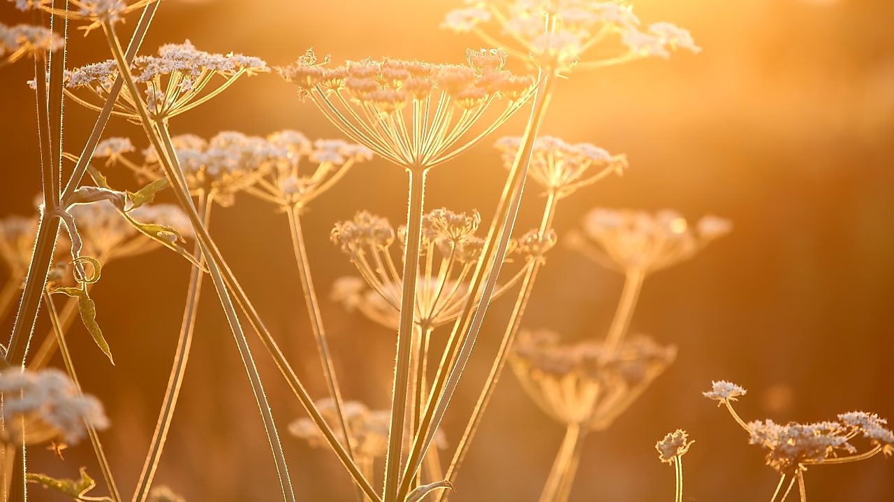 Flowers in a field with sun shining