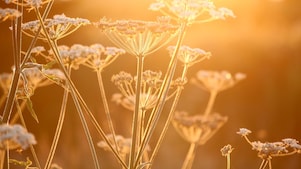 Flowers in a field with sun shining