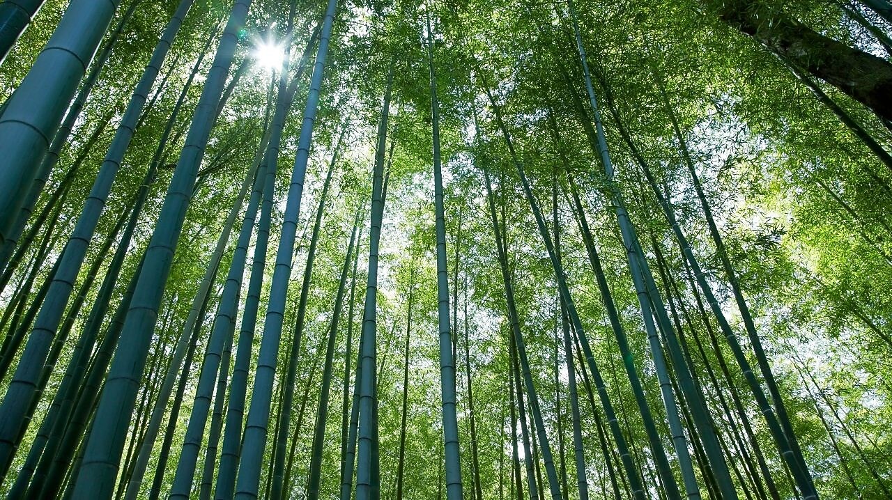 Looking up at tall tree canope with the sun peering through