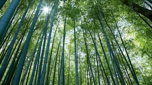 Looking up at tall tree canope with the sun peering through