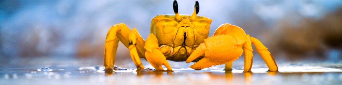 Yellow crab moving on sand