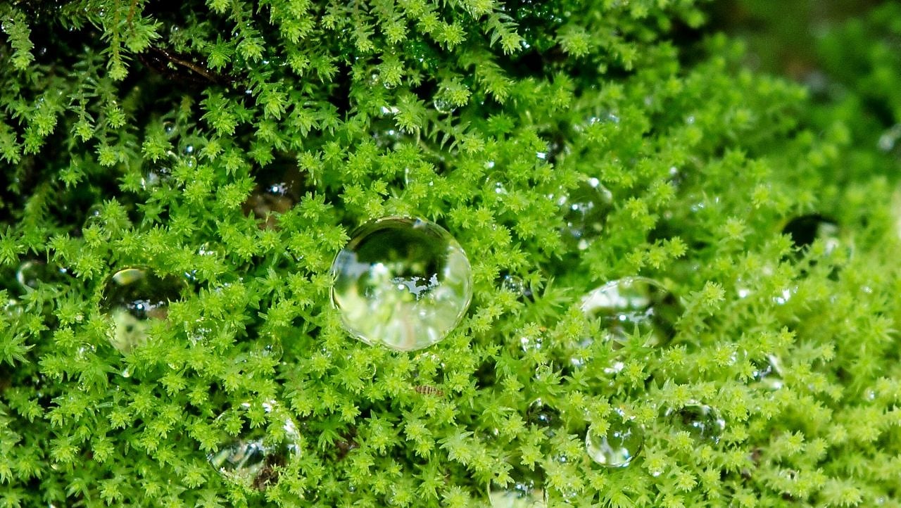 What happens if I become ill