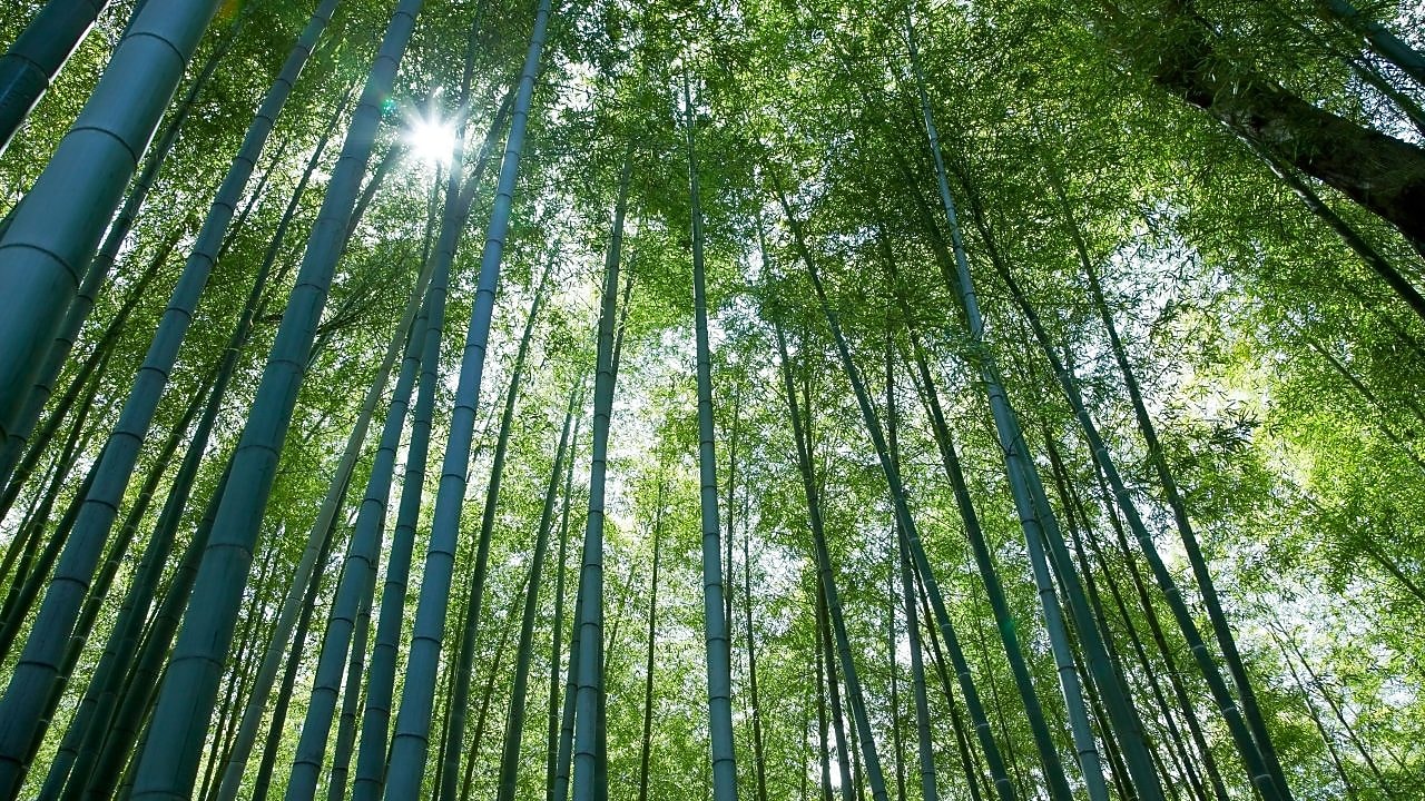 Looking up at tall tree canope with the sun peering through
