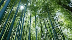 Looking up at tall tree canope with the sun peering through