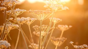 Flowers in a field with sun shining