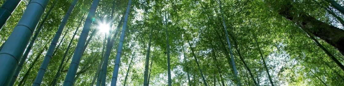 Looking up at tall tree canope with the sun peering through