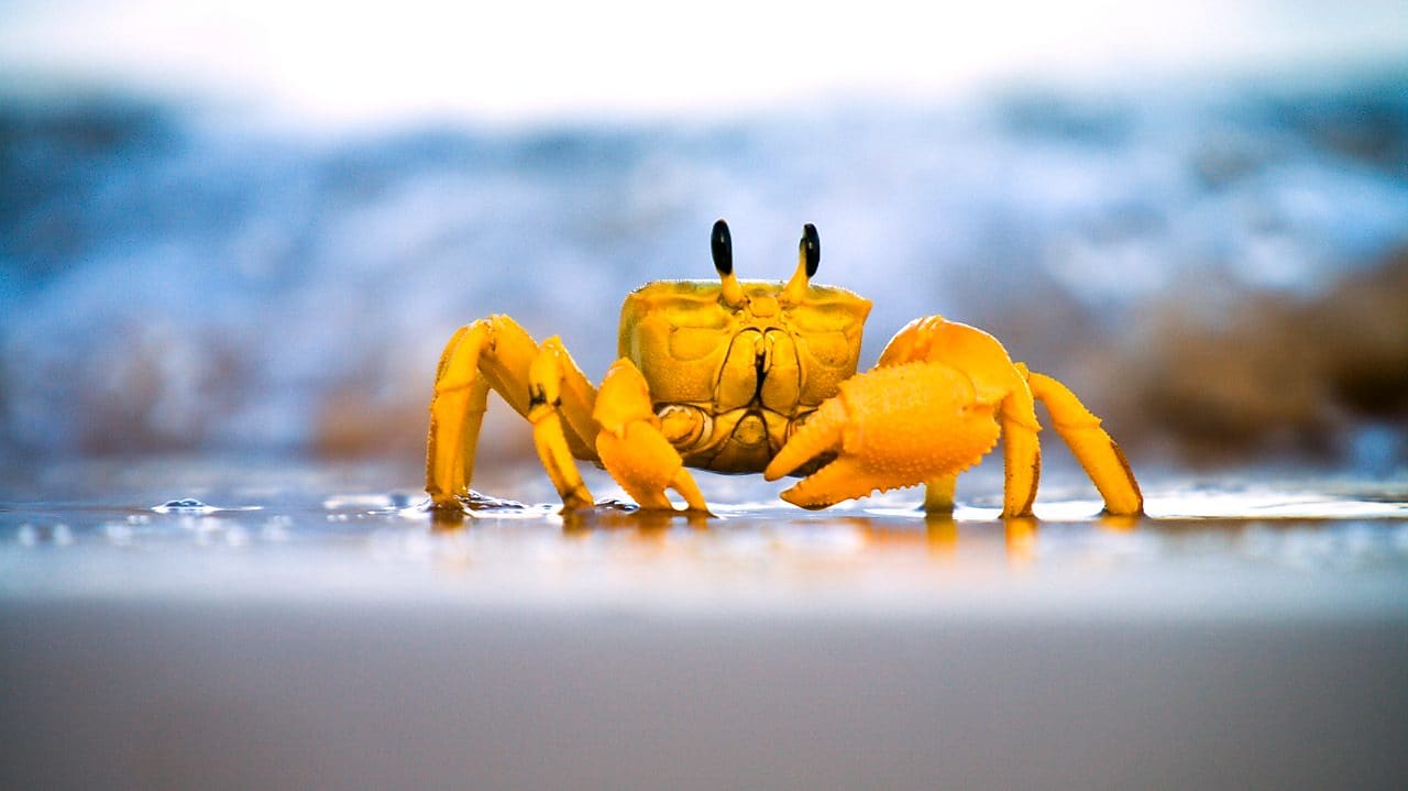Yellow crab moving on sand