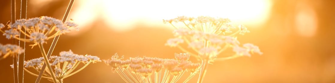 Flowers in a field with sun shining