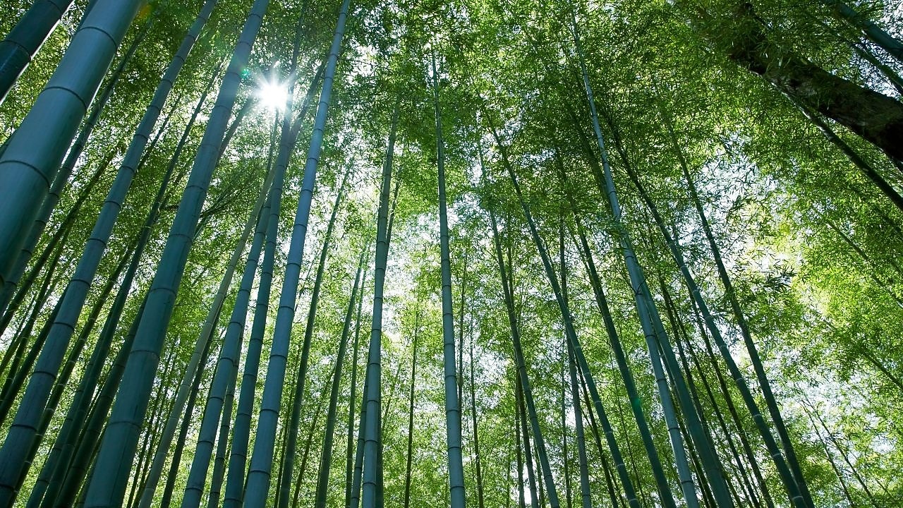 Looking up at tall tree canope with the sun peering through