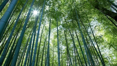 Looking up at tall tree canope with the sun peering through