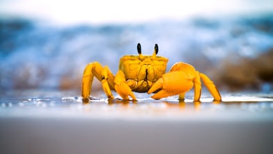 Yellow crab moving on sand