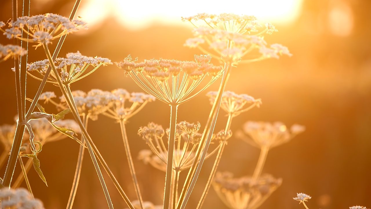 Flowers in a field with sun shining