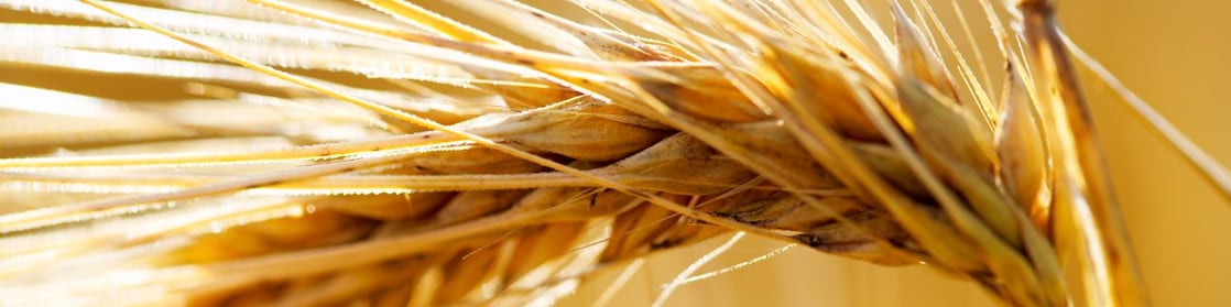 Ear of wheat (hordeum vulgare)