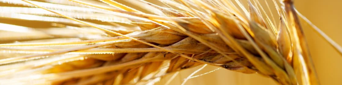 Ear of wheat (hordeum vulgare)