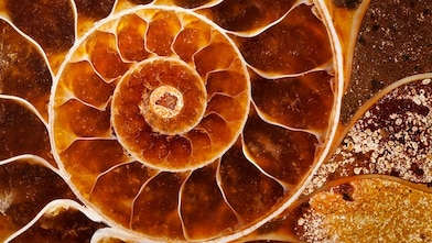 Yellow swirling fossil