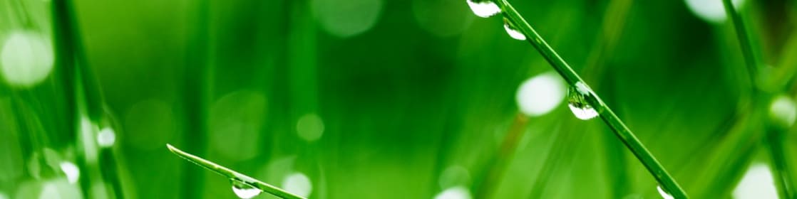 Close up of grass blades dripping with dew