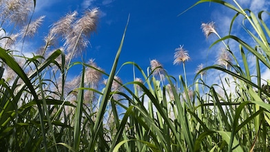 Field of sugar can with blue sky