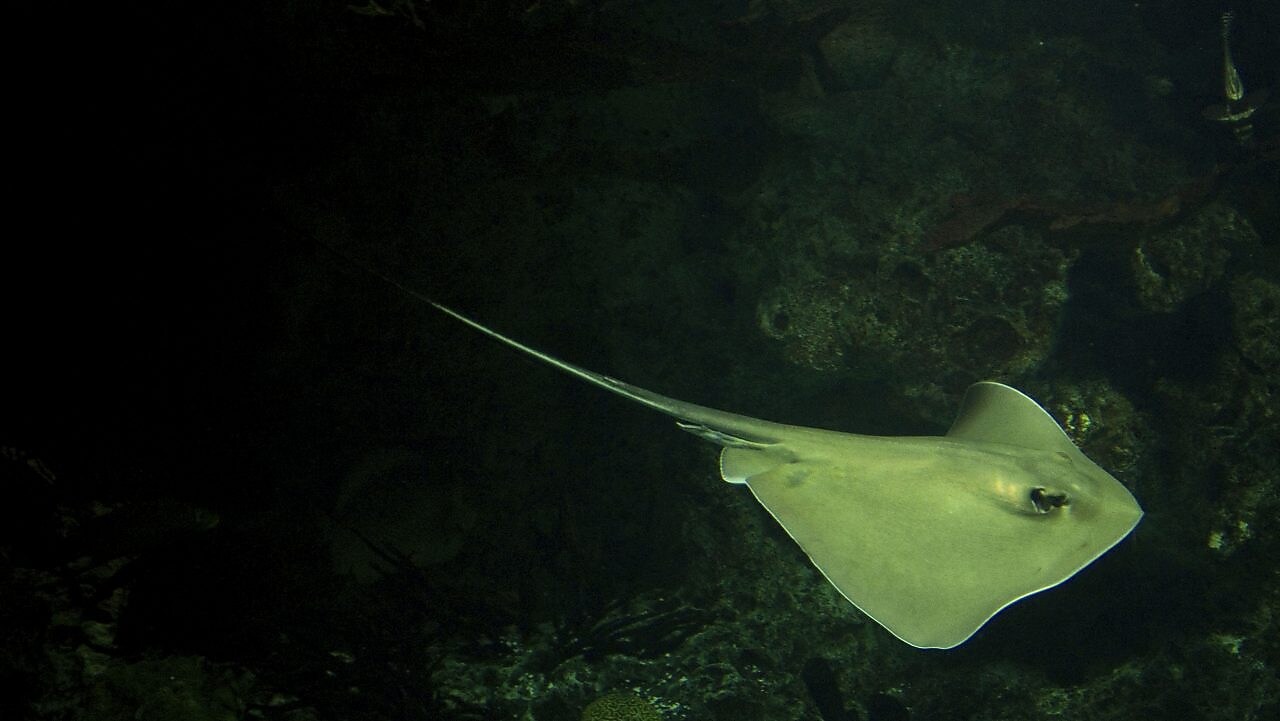Stingray fish swimming in dark waters