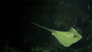 Stingray fish swimming in dark waters
