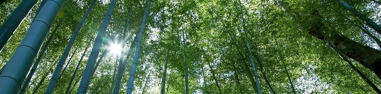 Looking up at tall tree canope with the sun peering through