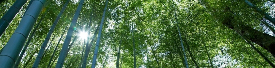 Looking up at tall tree canope with the sun peering through