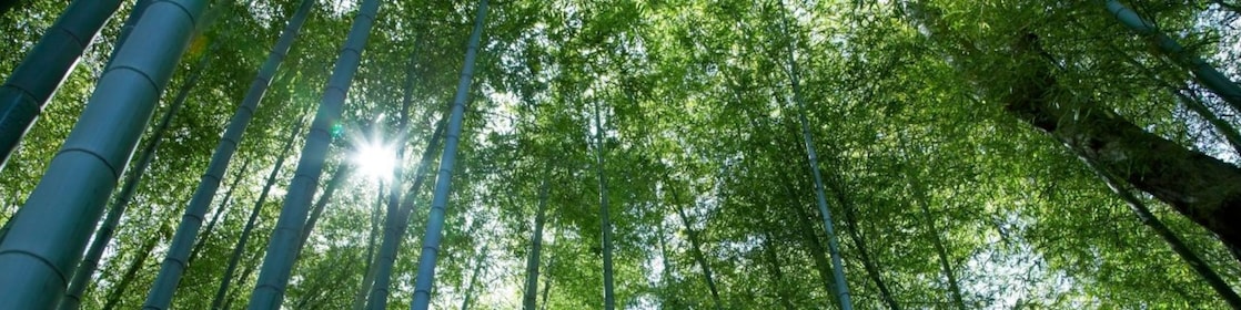 Looking up at tall tree canope with the sun peering through