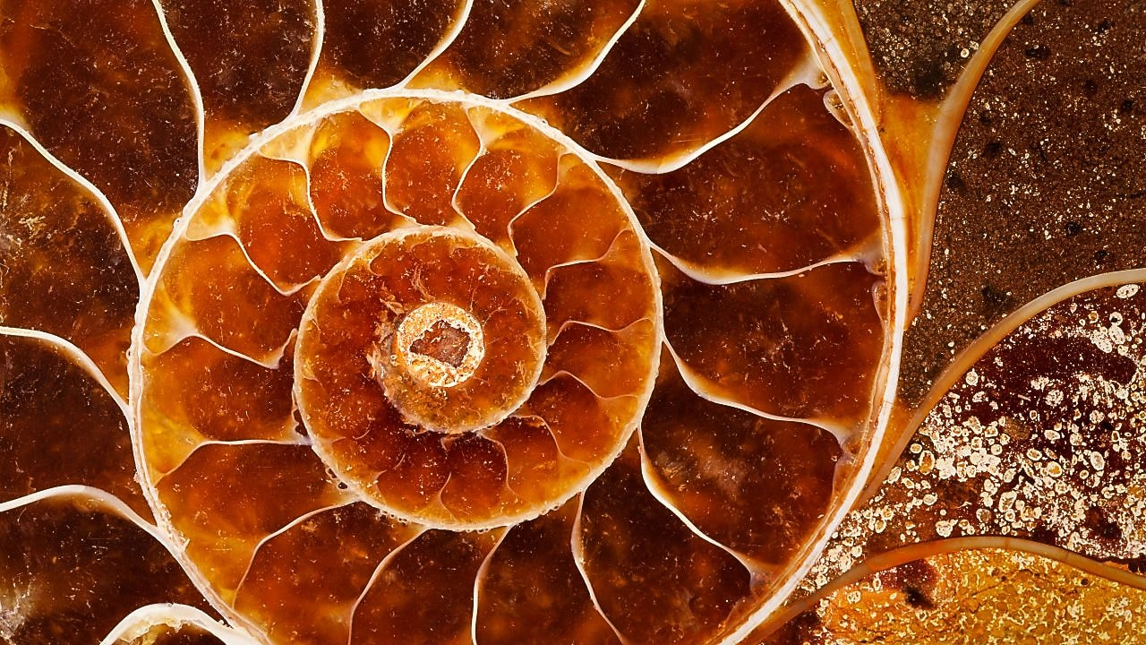Fossil with swirling yellow