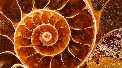 Fossil with swirling yellow