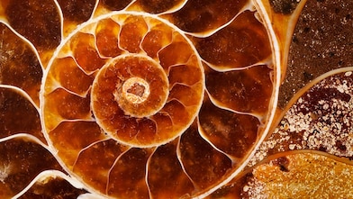 Fossil with swirling yellow