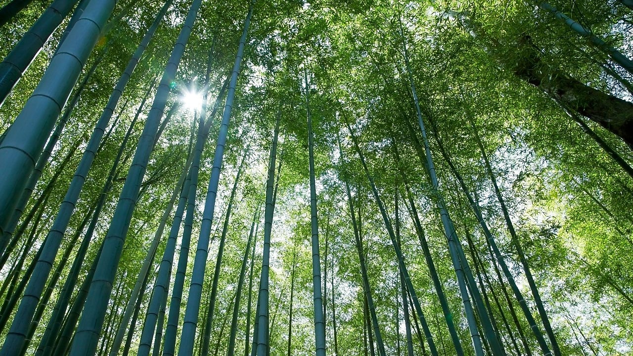 Looking up at tall tree canope with the sun peering through