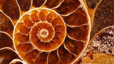 Fossil with swirling yellow