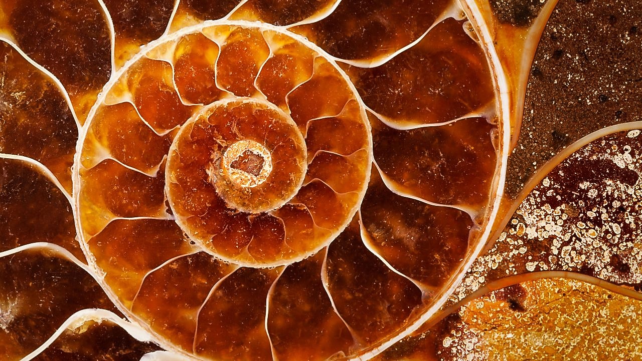 Fossil with swirling yellow